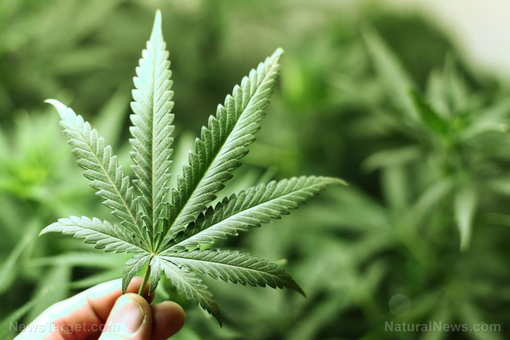Image: Thailand giving away one million cannabis plants to encourage citizens to grow natural medicine