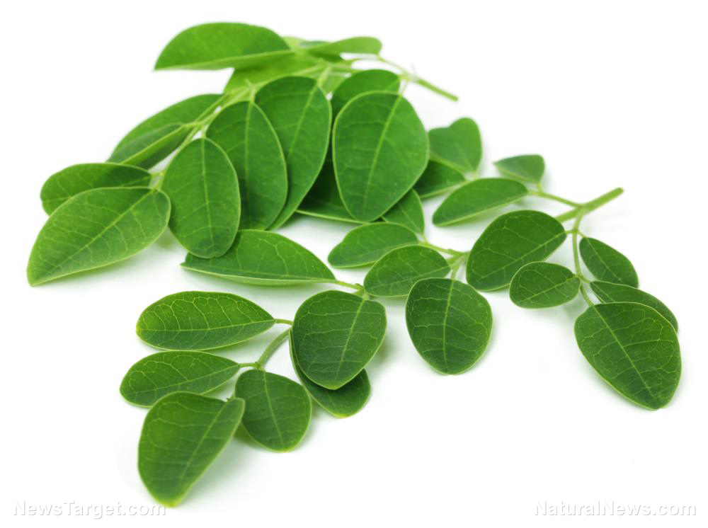 Image: Moringa could be the next thing in weight loss