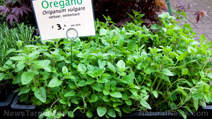 Image: Oil of oregano kills pathogens safely and effectively