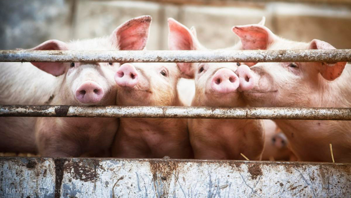 Image: Vaccine mandates in Canada now affecting pig and feed shipments