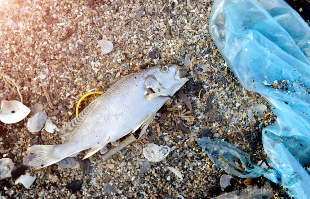 Image: Plastic particles in fish a cause for concern