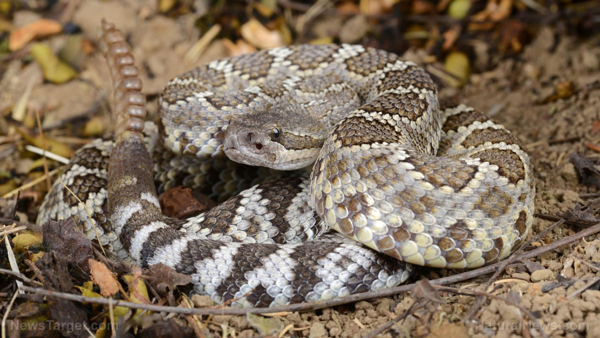 Image: The FDA has approved SIX prescription drugs that are made from snake venom