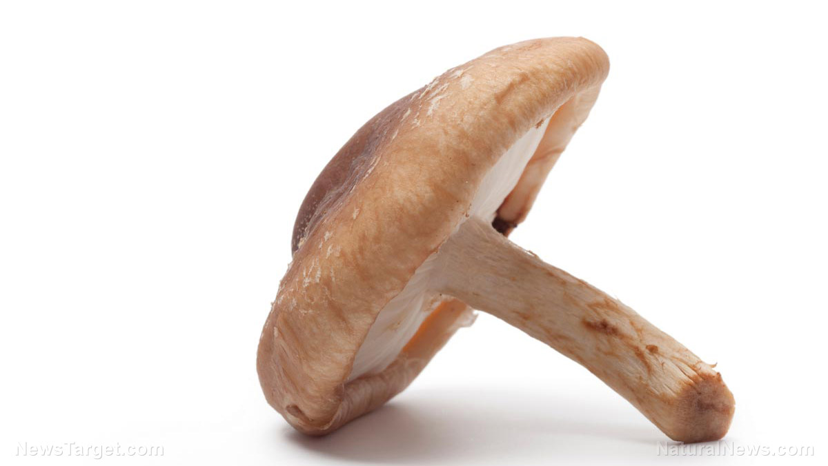 Image: Mushrooms boost brain health: Eat them twice a week to prevent dementia