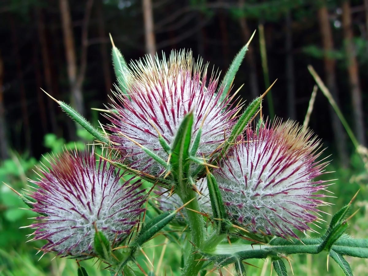 Image: Milk thistle fights OCD, hepatitis C, cancer, rosacea, inflammation, and more