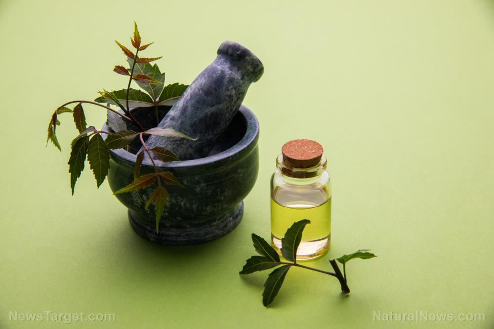 Image: Use antioxidant-rich neem oil to address skin conditions like acne and eczema