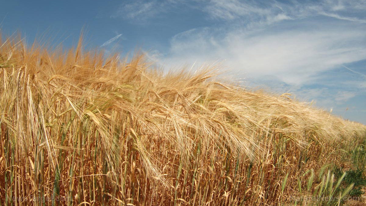 Image: Inflation, halting of exports and now failing crops: The wheat apocalypse is upon us