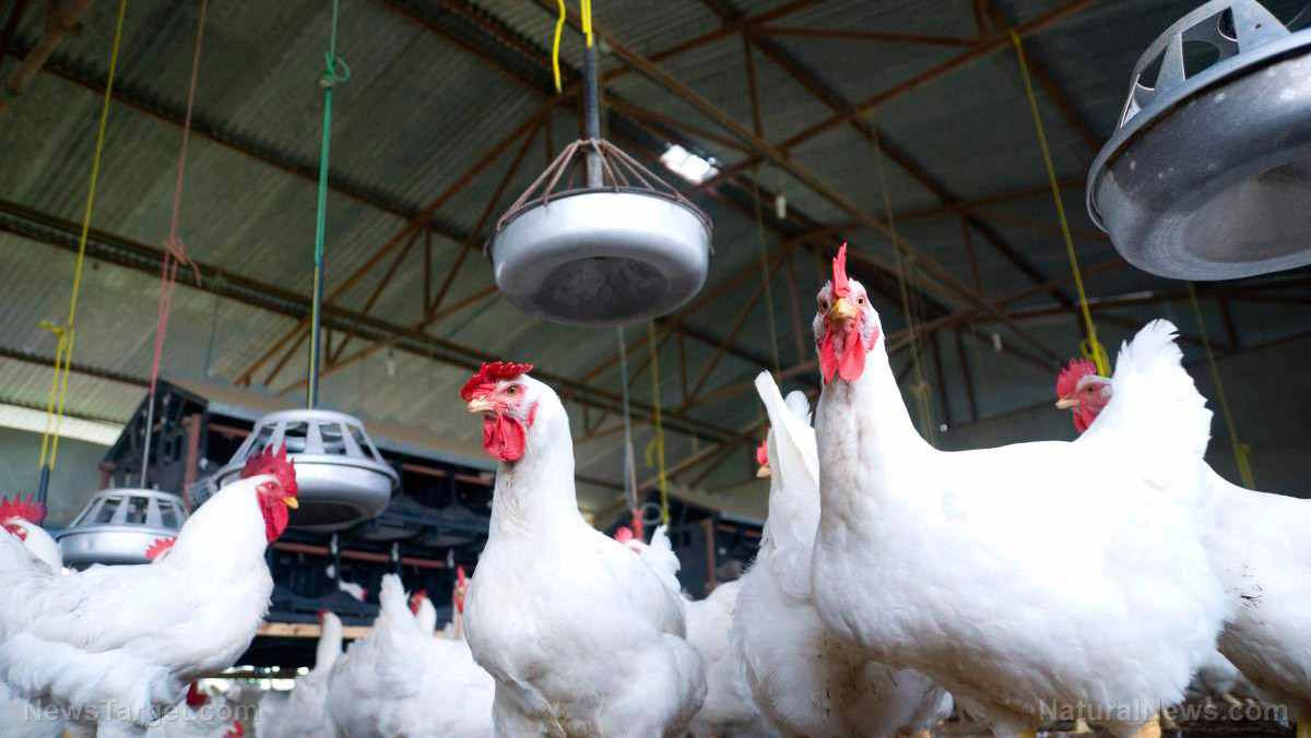 Image: US egg factory roasts alive 5.3m chickens in avian flu cull before firing almost every worker