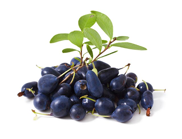 Image: Not just carrots: Study shows that bog bilberry can protect your eyes against blue light emitted by electronic devices