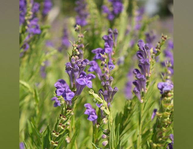 Image: Study finds Chinese skullcap herb improves bone health