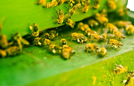Image: Crop chemicals are preventing the brains of baby bees from developing