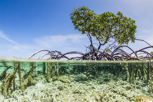 Image: Water purifier inspired by mangrove trees can remove salt from water