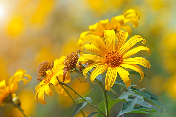 Image: Get healthier gums and improved oral health with Mexican sunflower essential oil