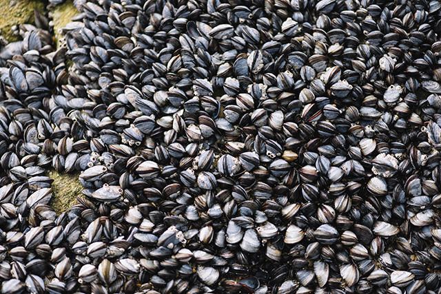 Image: Exposure to microplastics weakens the grip of mussels, which may affect biodiversity and reduce aquaculture yields