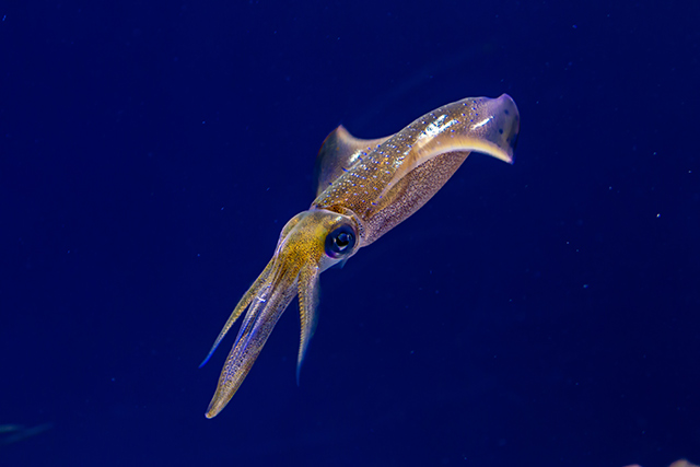 Image: Self-healing fabric: Scientists have found many uses for the sharp teeth inside a squid’s tentacles