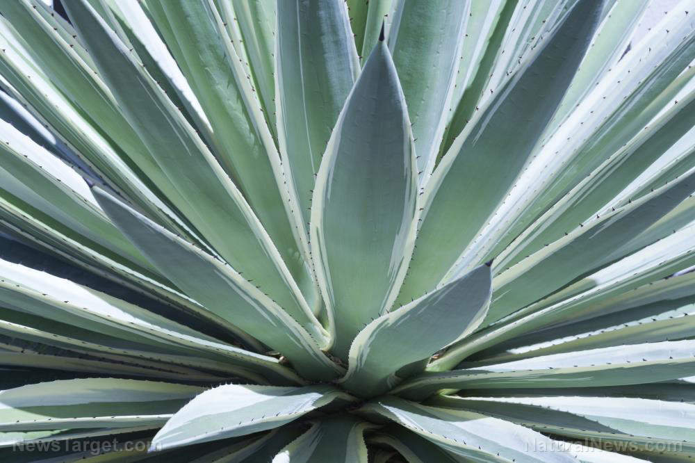 Image: Agave fiber promotes gut health and weight loss, reveals study