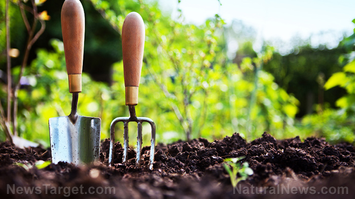 Image: Mittleider gardening method boosts yield in a cost-efficient way