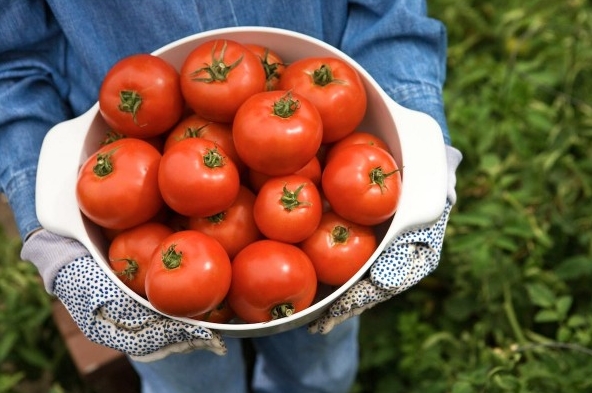Image: Home gardening: Growing ripe, juicy tomatoes