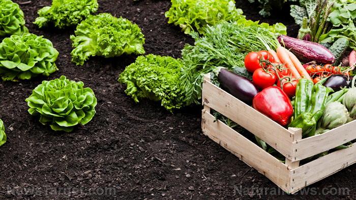 Image: Gardening tips: Learn about secondary nutrients that help nourish your garden plants