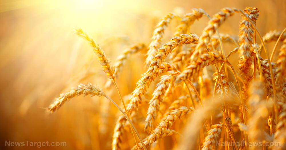 Image: Possibility of poor wheat harvest in China increases fears of global food collapse