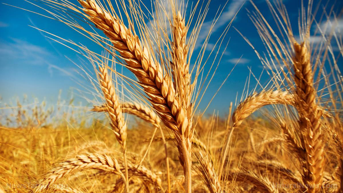 Image: Dwindling wheat supply may kick off global famine, expert warns
