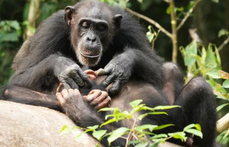 Image: Chimpanzee mother treats a wound on her son with an insect, while human mothers are spotted poisoning their babies with GMOs  