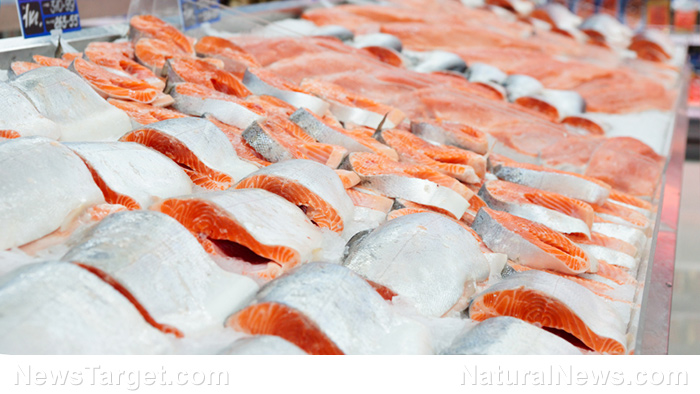 Image: Farmed salmon as toxic as junk food and may cause diabetes and obesity, researchers claim