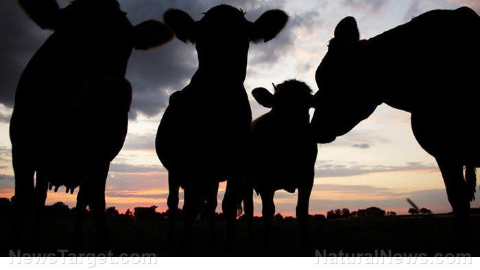Image: MEGADROUGHT leaves Texas cattle raisers torn between selling now or holding on