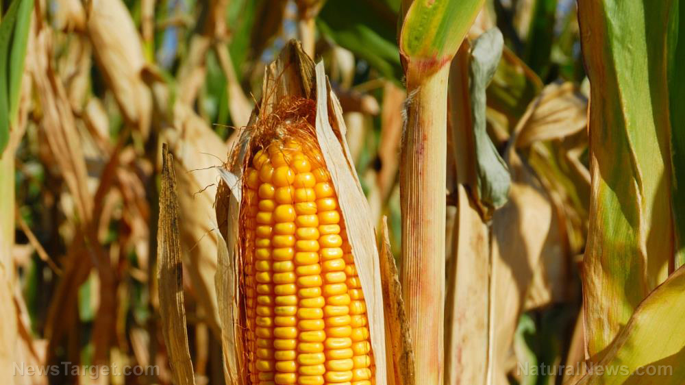 Image: Brazilian agriculture official: No corn exports to China until next year
