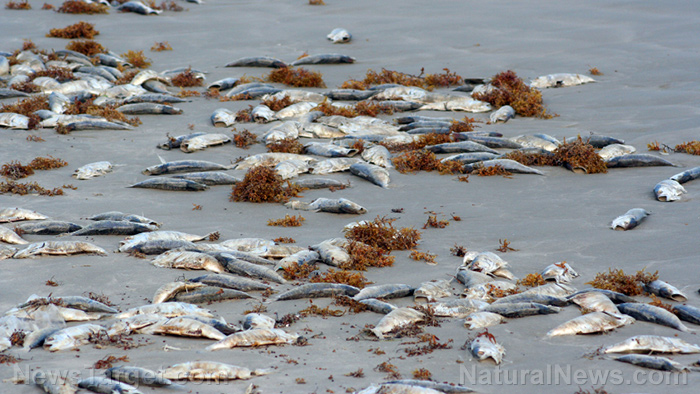 Image: Human sewage runoff causes mass fish kill in San Francisco Bay, costs government billions to clean up