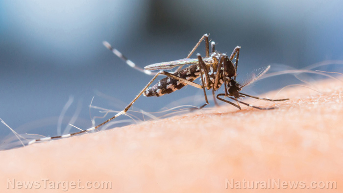 Image: GMO mosquitoes now secretly VACCINATING people without their consent