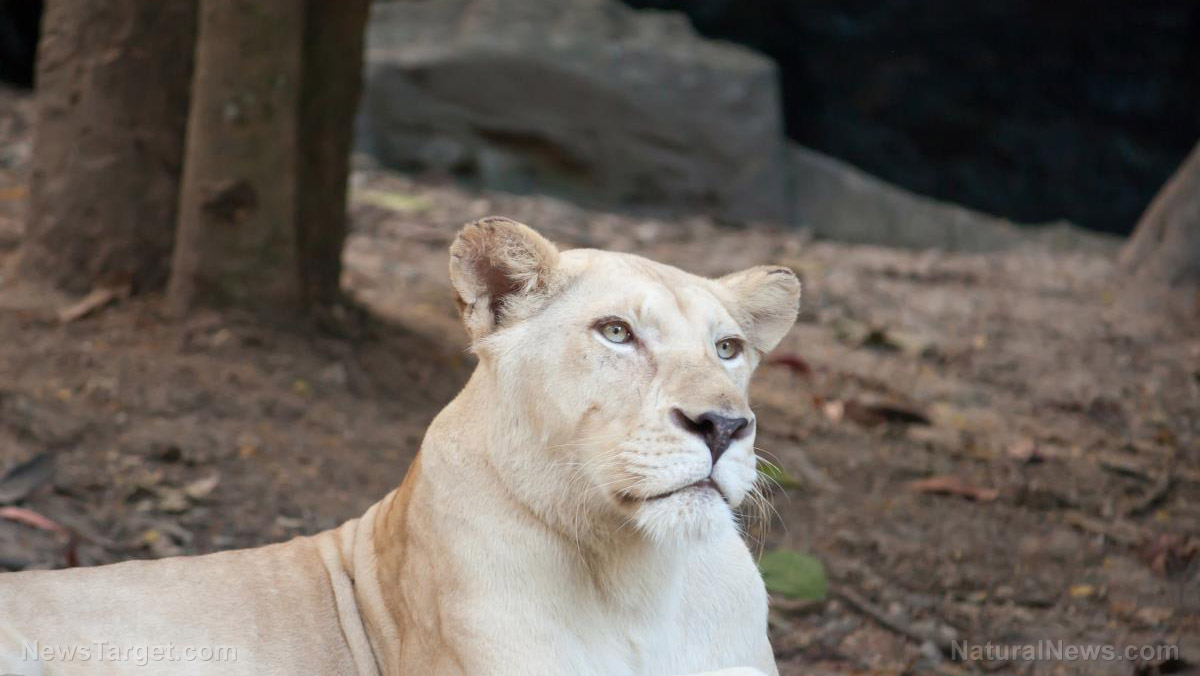 Image: ANOTHER DAY AT THE MAUL: White lion mauls and kills intruder who broke into Ghana zoo to steal rare cub