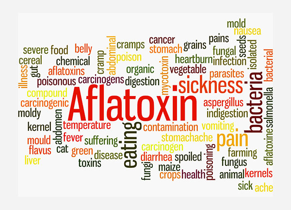 Image: Aflatoxins pose serious health risks to humans and animals