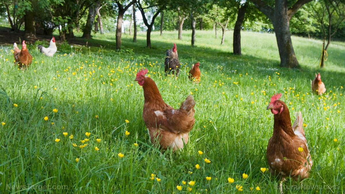 Image: Chickens, cows and more: Things to consider before choosing livestock for your homestead