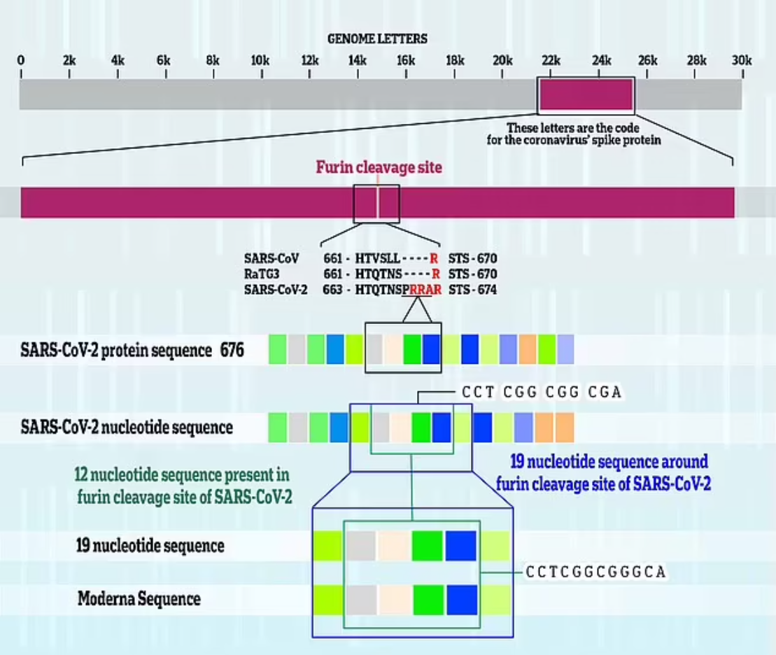 Image: Moderna patented a 19-nucleotide sequence in 2013 that matches the most infectious sequence of SARS-CoV-2