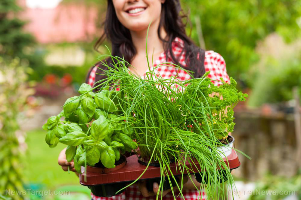 Image: Gardening tips for preppers: How to start a medicinal herb garden