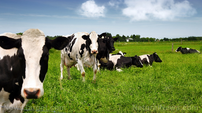 Image: Expert recommends incorporating livestock on farmland to improve soil quality