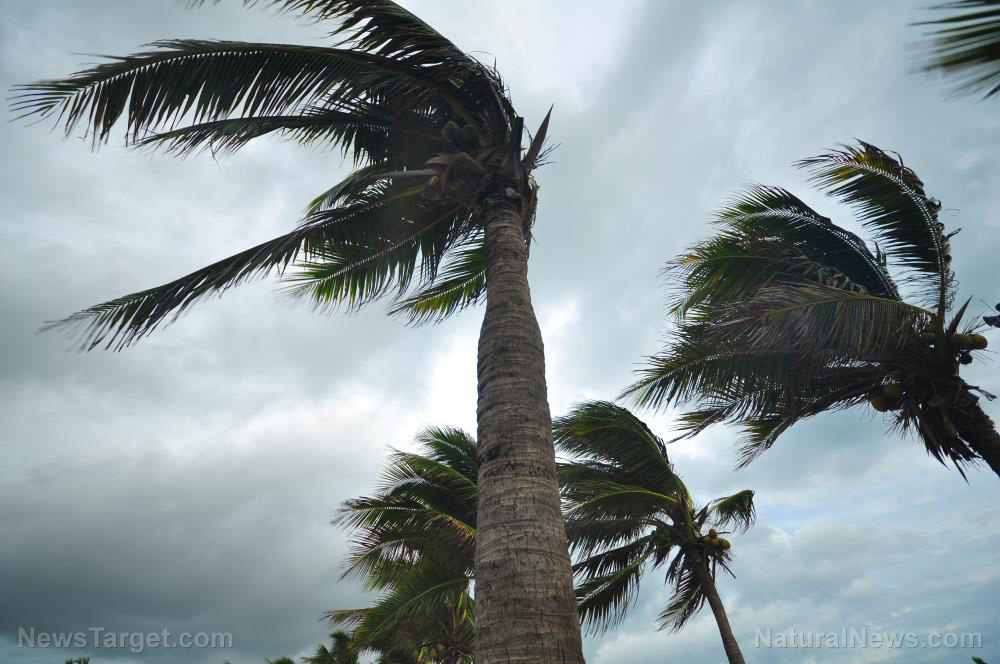 Image: Hurricane Nicole leaves at least 5 people dead in Florida