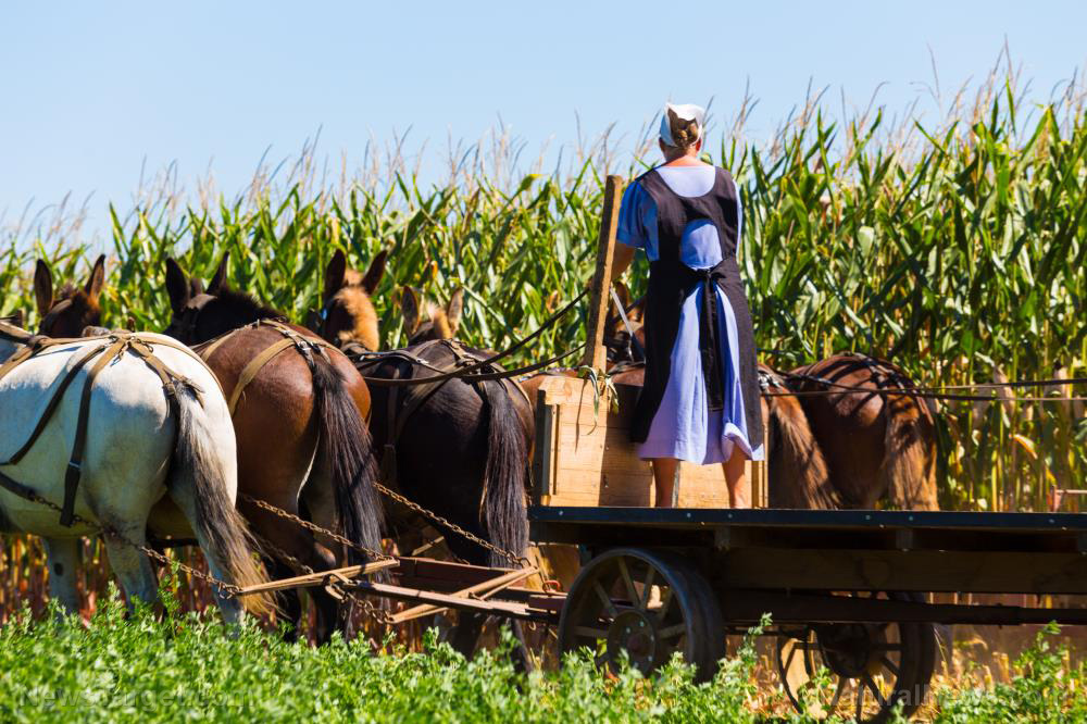Image: Learn how to live without electricity from the Amish community