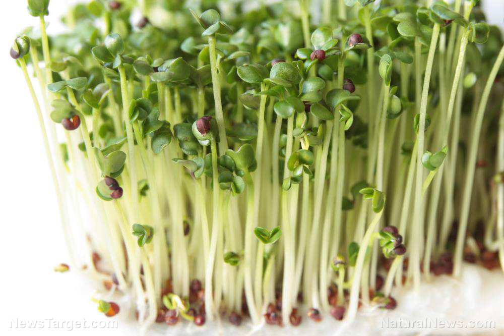 Image: Microgreens: Small in size but big in nutrition