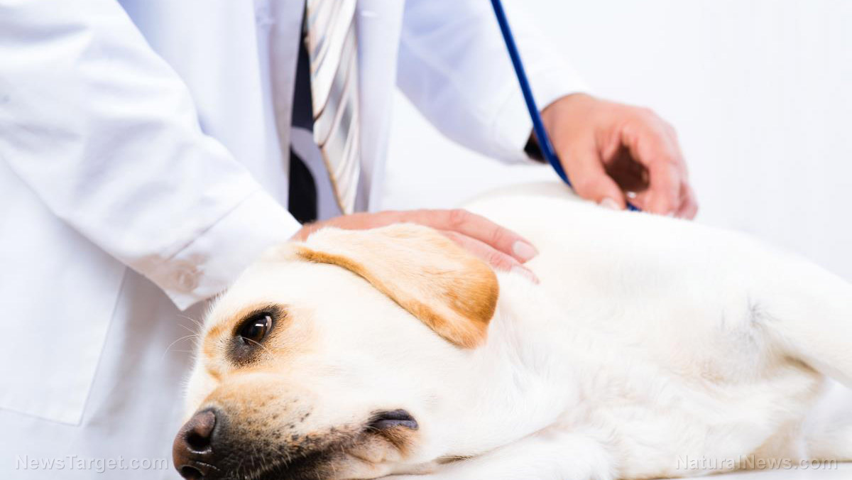 Image: Canines may hold the key to treating human cancers