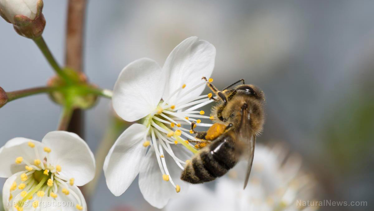 Image: U.S. government approves world’s first “vaccine” for honeybees – as if there aren’t already enough chemicals destroying our precious pollinators