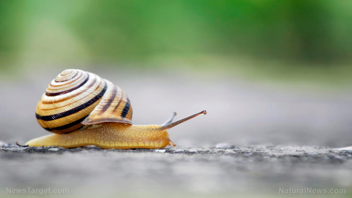 Image: Emergency food supply tips: How to forage and cook slugs and snails