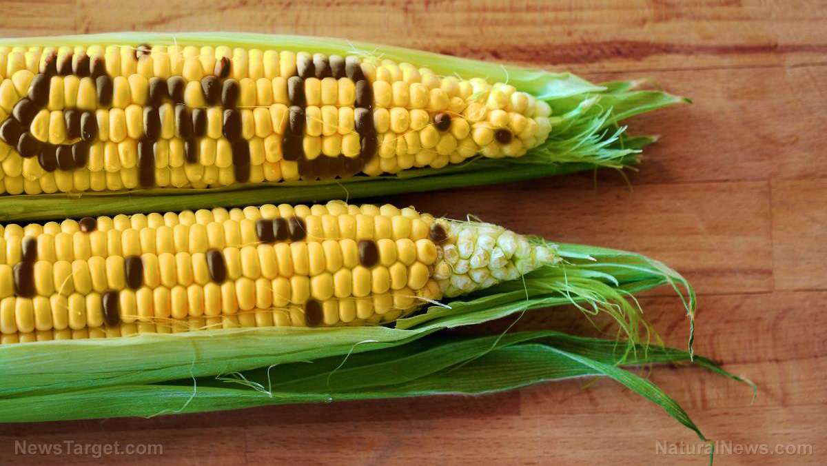 Image: Mexico poised to ban imports of toxic GMO corn; U.S. farmers who grow it are panicking