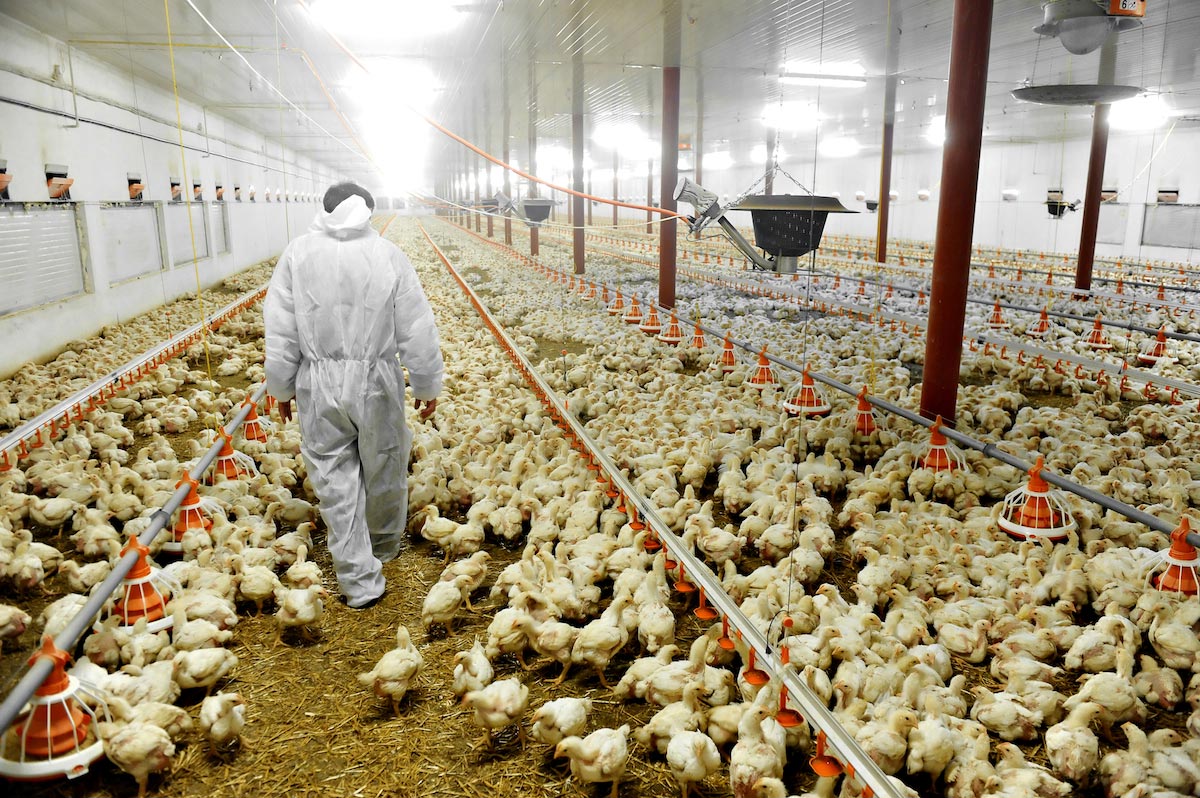 Big Pharma planning to “vaccinate” America’s chicken supply for bird flu, unleashing a plot to END animal agriculture