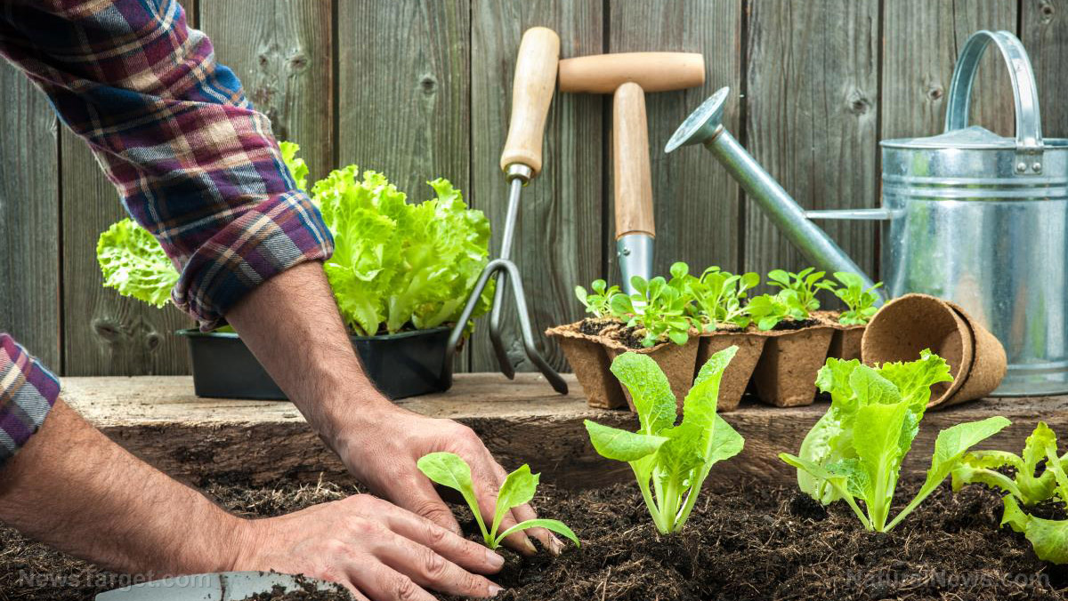 Grow your own feast: Top crops for your home vegetable garden