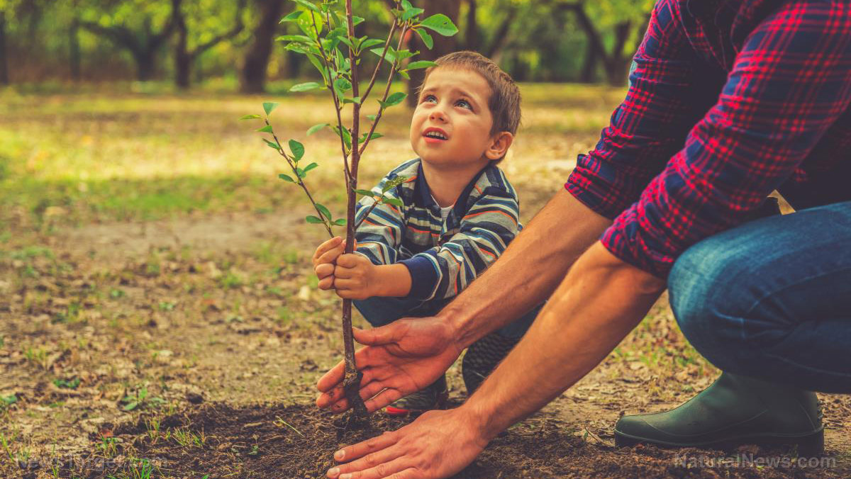 Why mulberry trees are perfect for sustainable development – NaturalNews.com