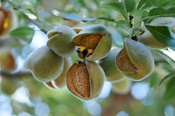 Food for the brain: Boost your cognitive function and memory with almonds