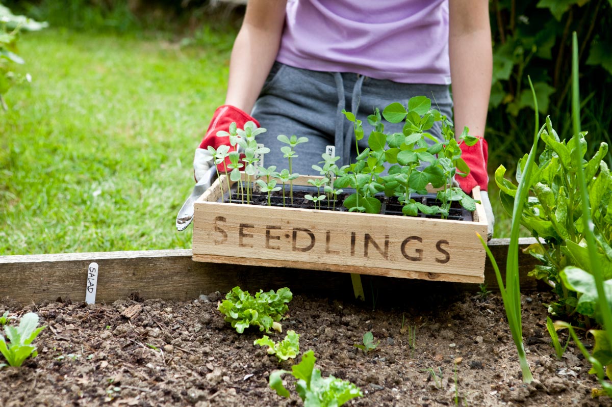 Home gardening tips: Guide to harvesting seeds from fruits and vegetables for propagation