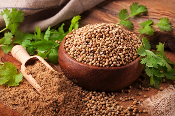 Coriander seeds: Ancient medicine backed by modern science