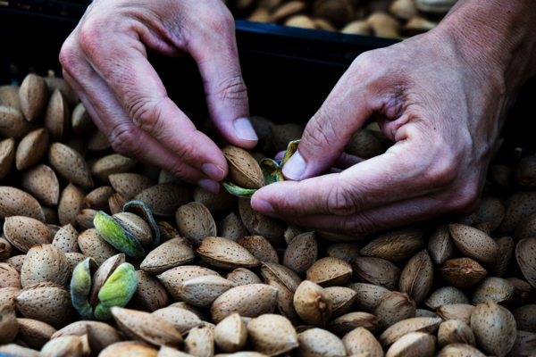 Almonds: Tiny superfood that offers HUGE health benefits